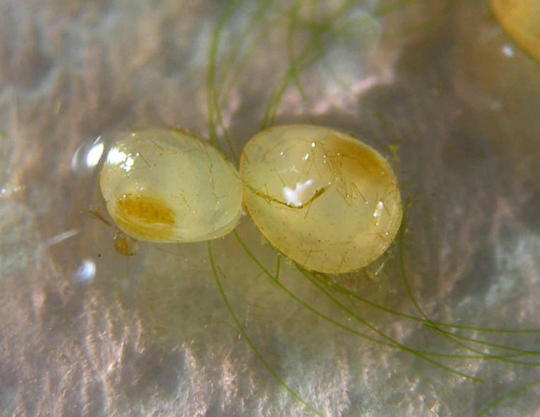 Piccolo bivalve in una fontana